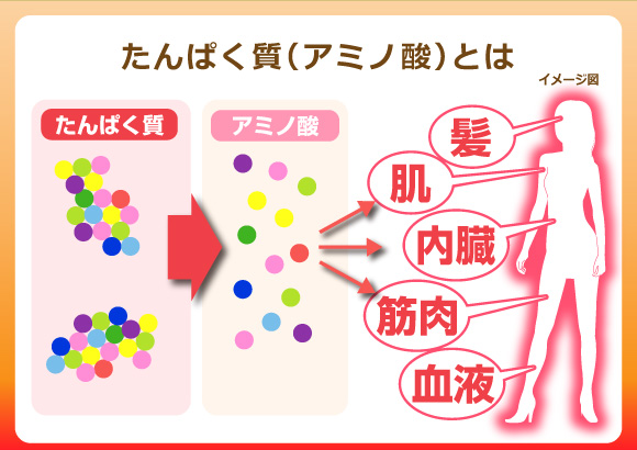 練熟極すっぽんプラス